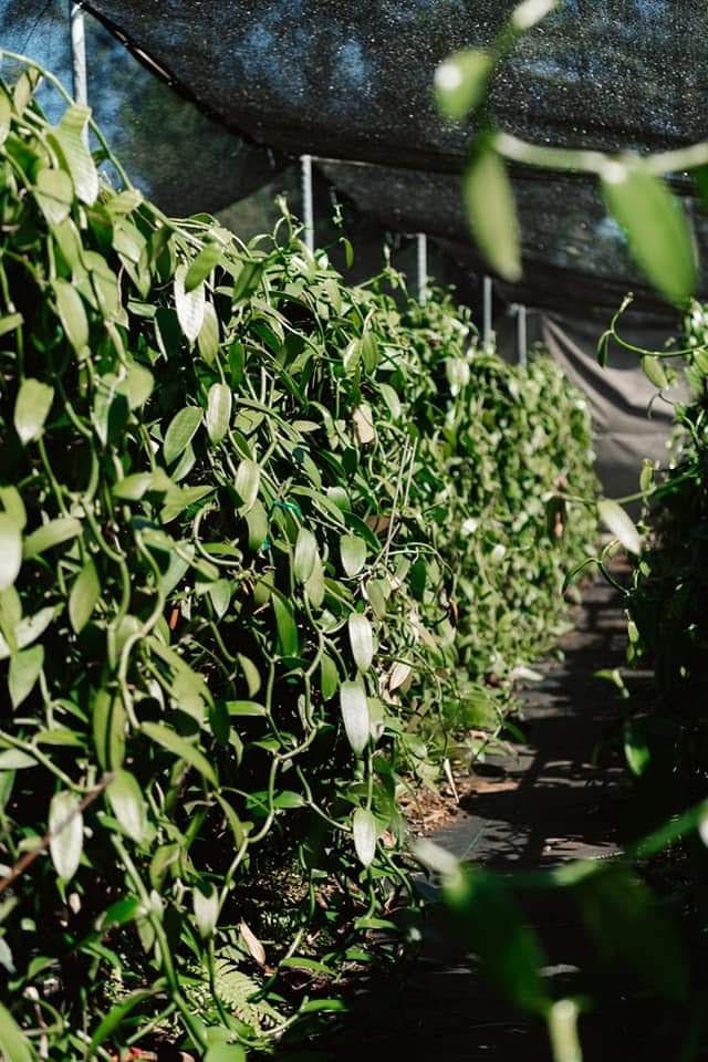 Vanilla cuttings