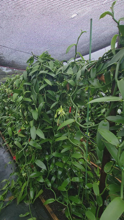 Vanilla cuttings