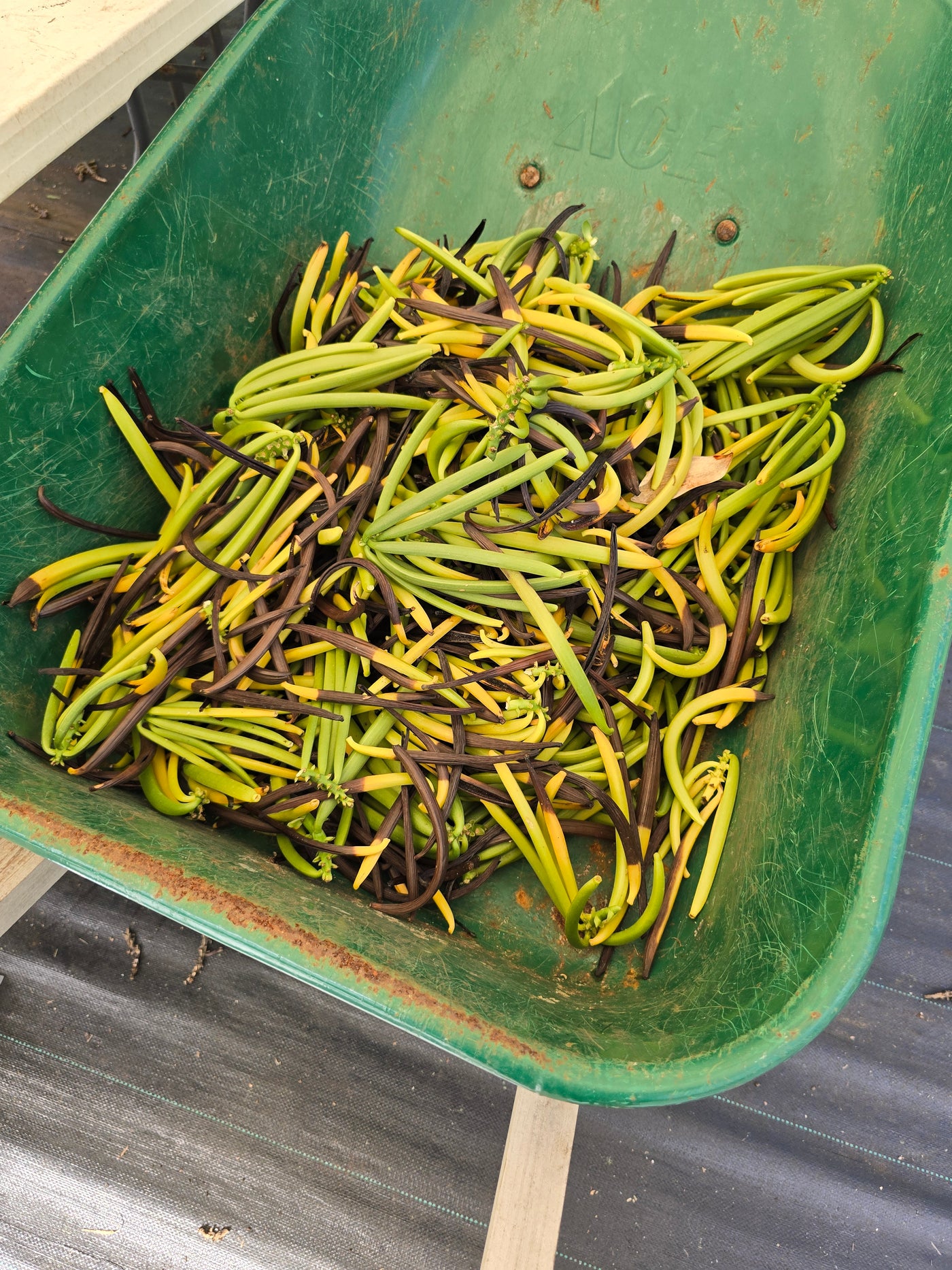 1lb Split Vanilla Beans