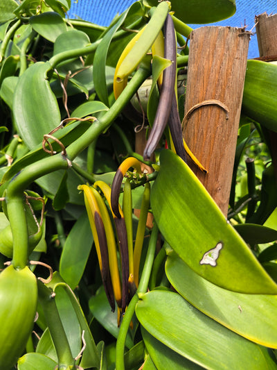 1lb Split Vanilla Beans